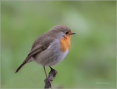 <p>ČERVENKA OBECNÁ (Erithacus rubecula) /European robin - Rotkehlchen/</p>